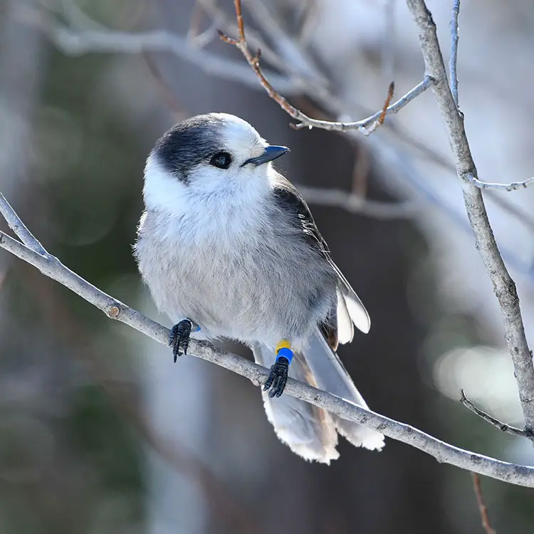  Animals and Birds of The Taiga, Flora and Fauna of