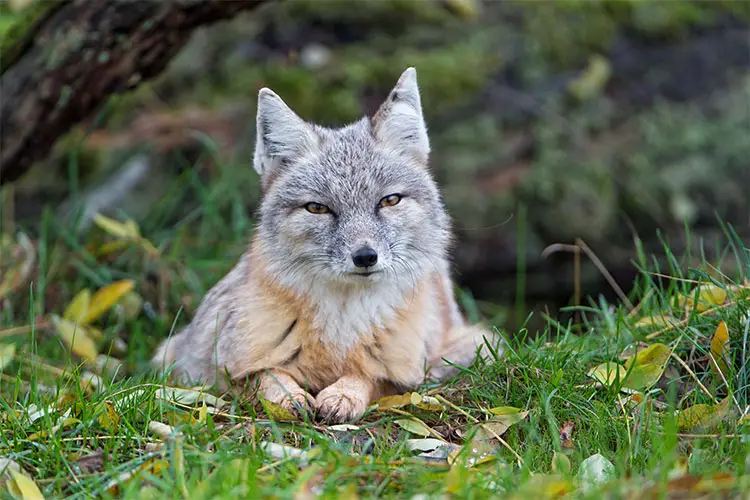 Corsac fox lying in the grass