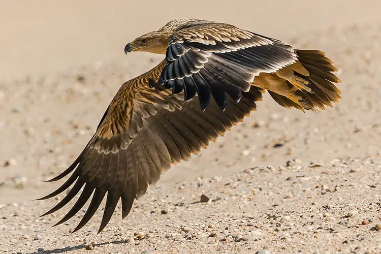 Eastern Imperial Eagle