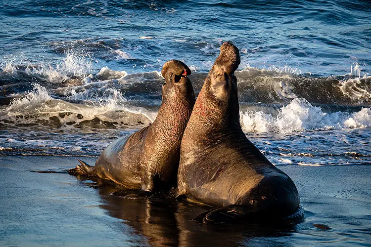 Elephant Seals fighting in the breeding season