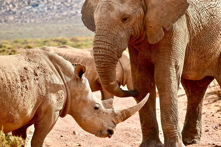 Rhinos and Elephants at a watering hole