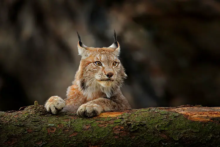 Eurasian lynx