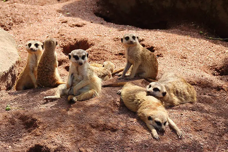 Family of meerkats chillaxing