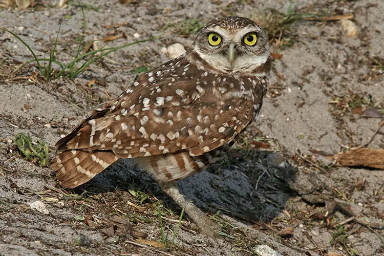 Florida Burrowing Owl