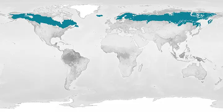 Boreal Forest Biome NASA