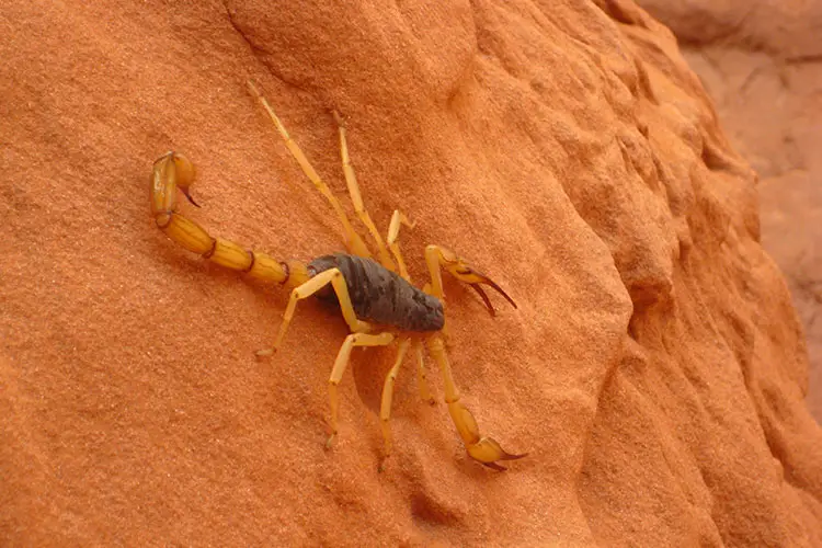 Giant Desert Hairy Scorpion in Arches National Park