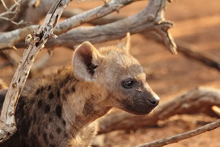 Hyena Cub