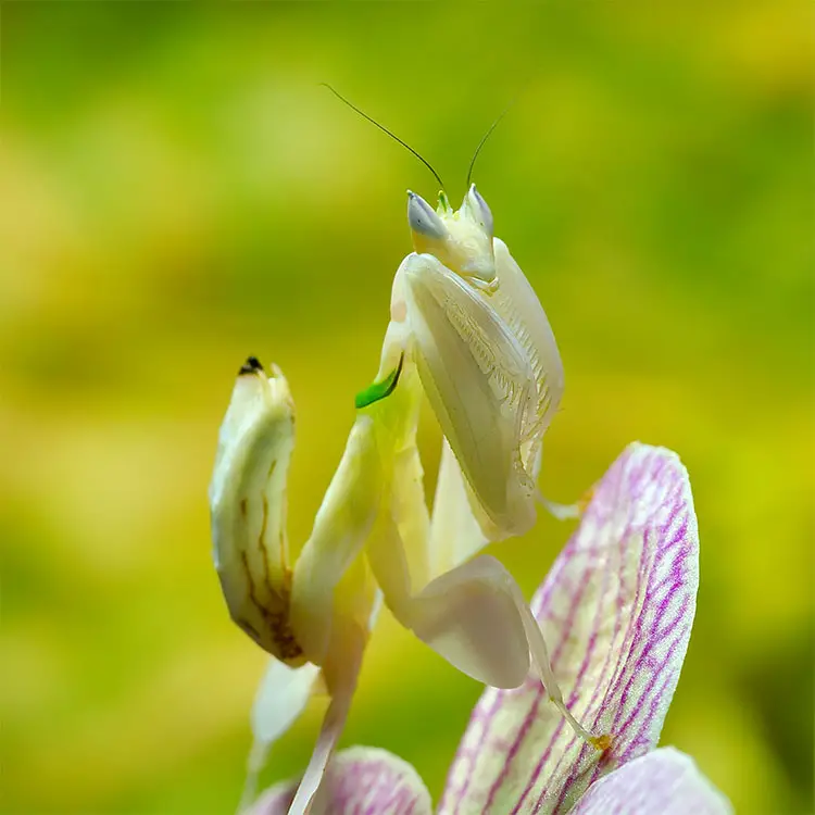 Malaysian orchid mantis