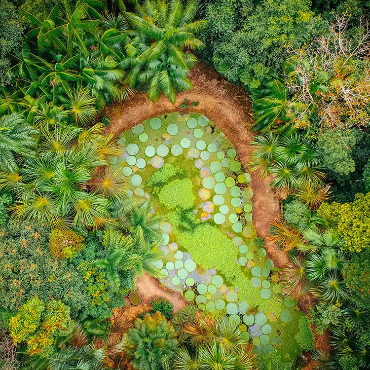 Manaus Botanical Gardens MUSA, Brazil