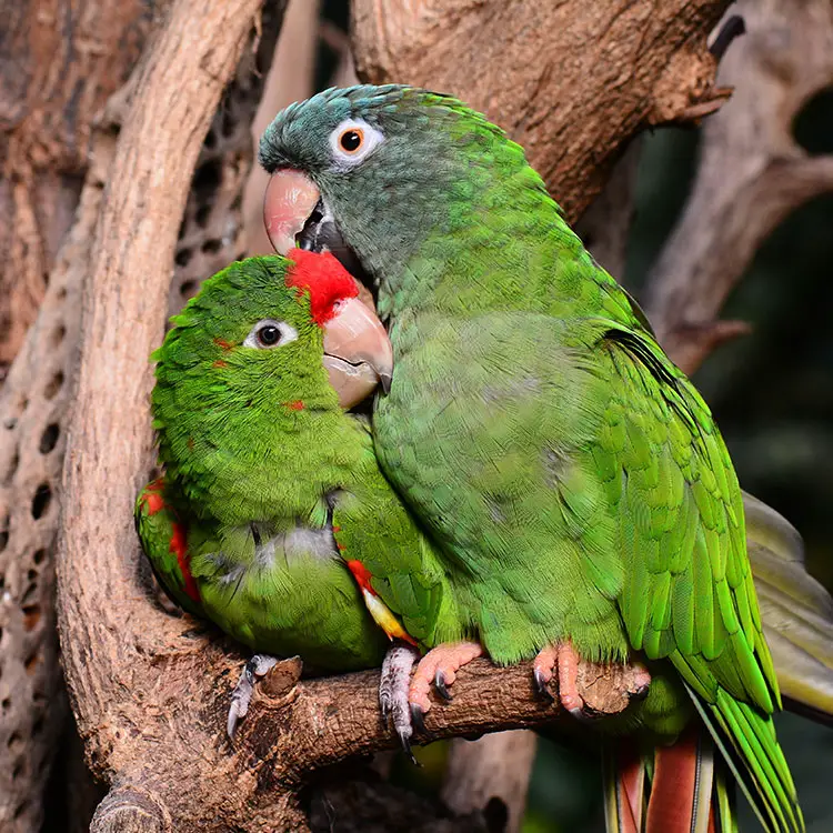 Mating pair of lovebirds