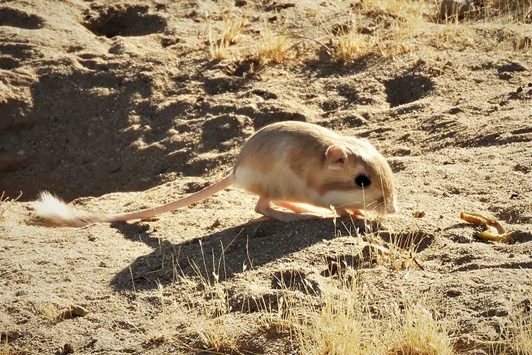 Kangaroo Rat in the Mojave Desert, California