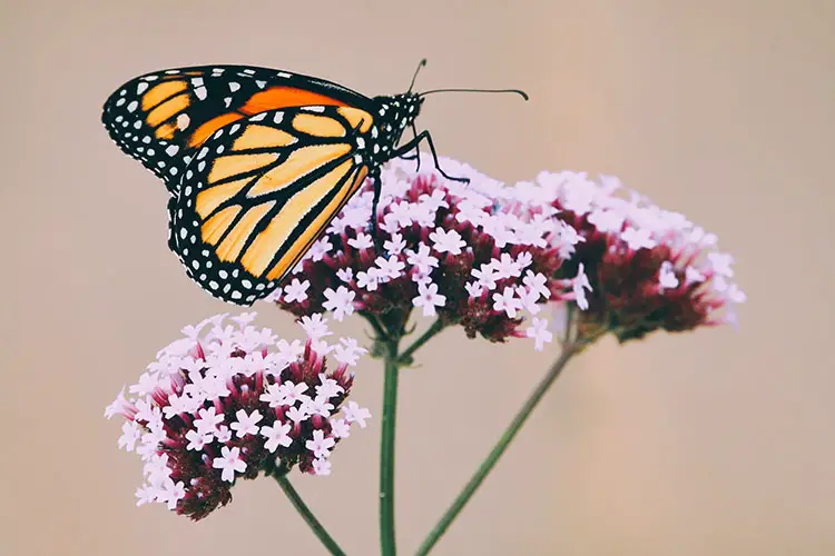 Monarch butterfly