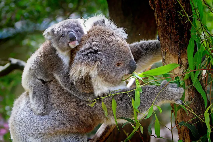 Mother koala and joey