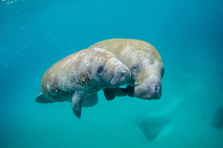 Mother manatee and calf swimming out of an inlet