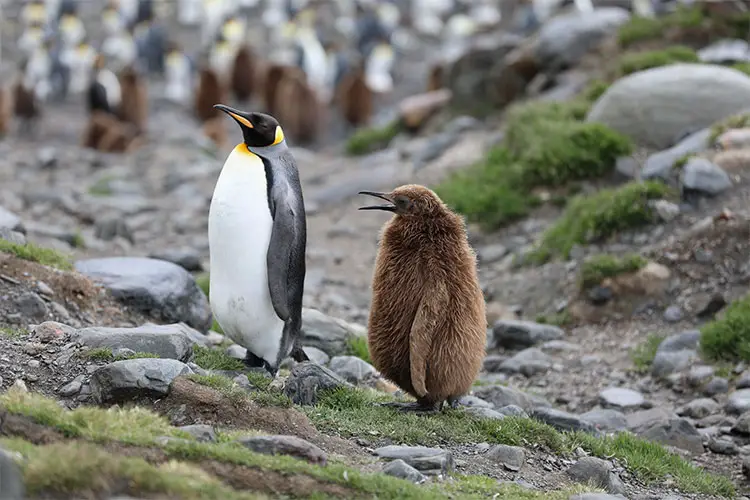 Mother penguin with chick
