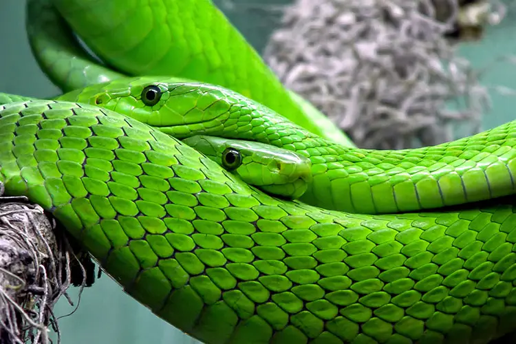 Pair of Green Mambas