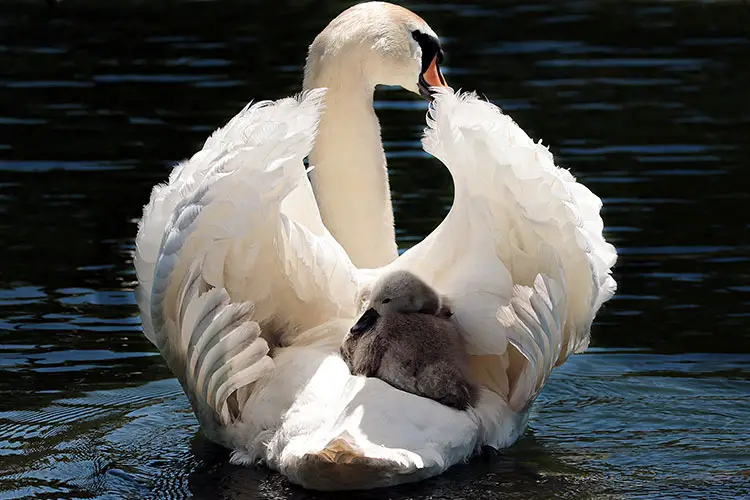 Pen and cygnet