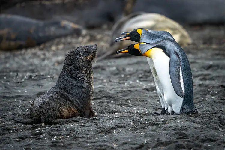 Penguins and an inquisitive seal pup