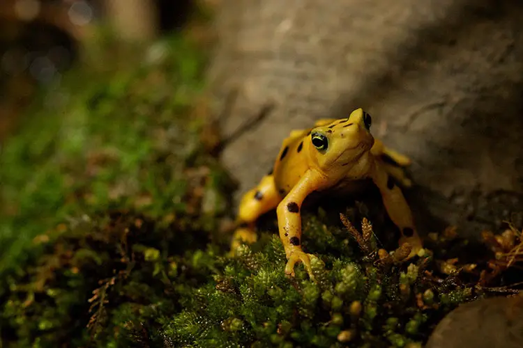 Poison Dart Frog