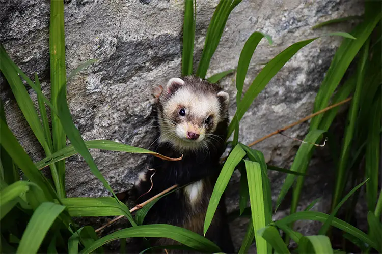 Polecat