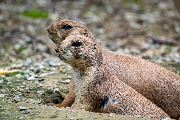 Prairie Dogs