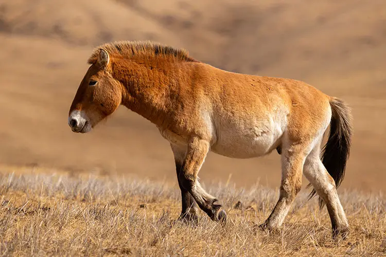 Przewalski's Horse, Hustai National Park, Mongolia