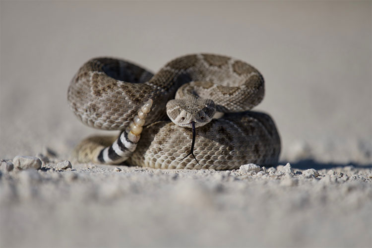 Rattlesnake with visible rattle