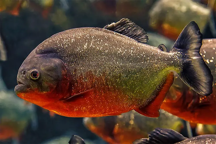 Red Bellied Piranha