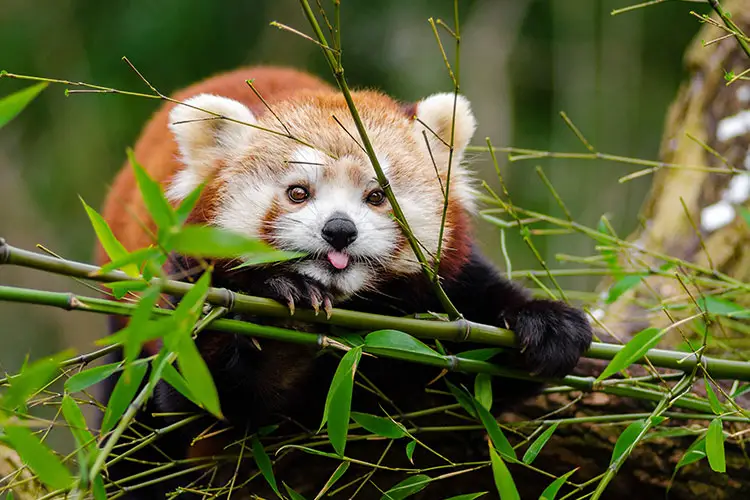 Red panda eating bamboo