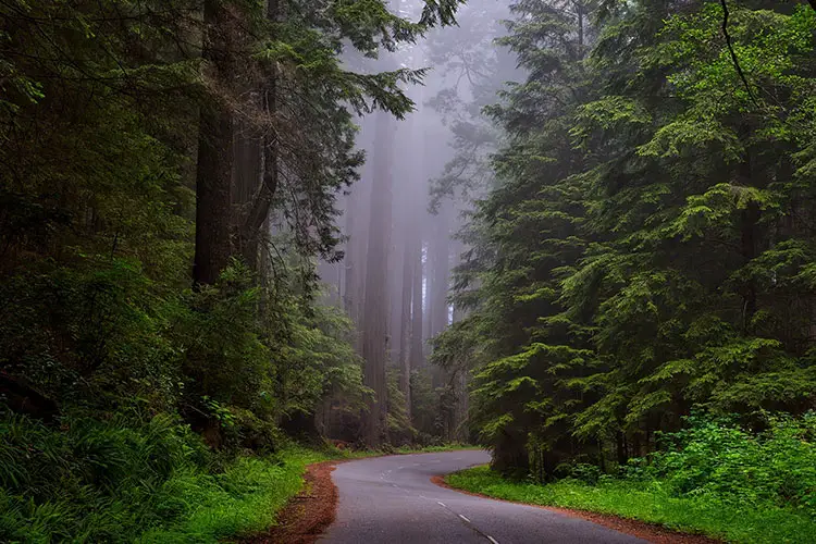 Redwood National Park, California