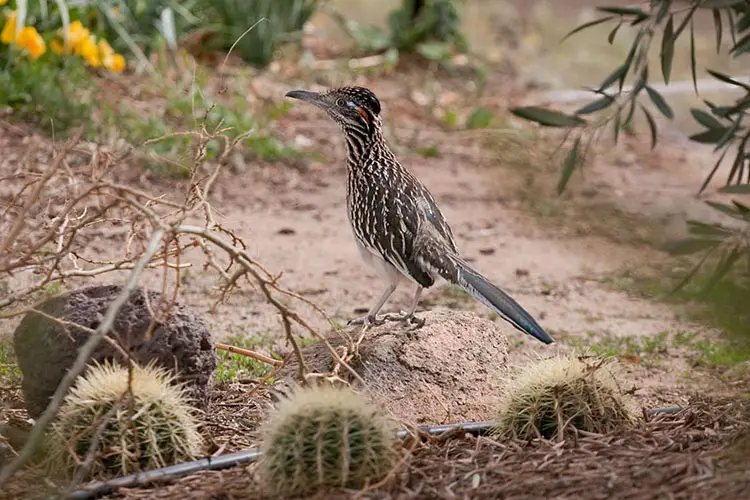 Roadrunner