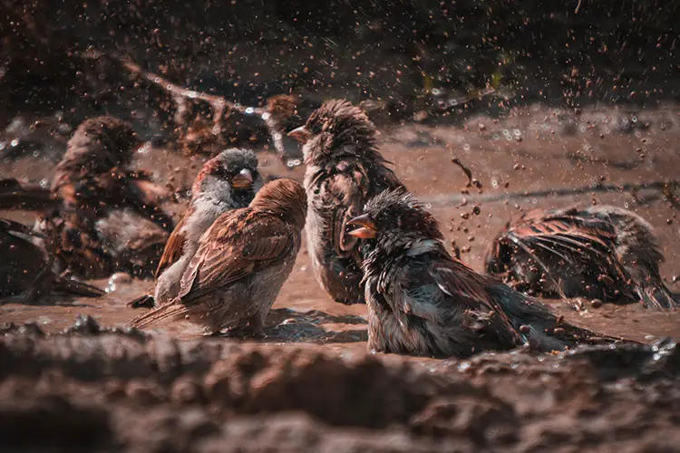 Sparrows taking a dust bath