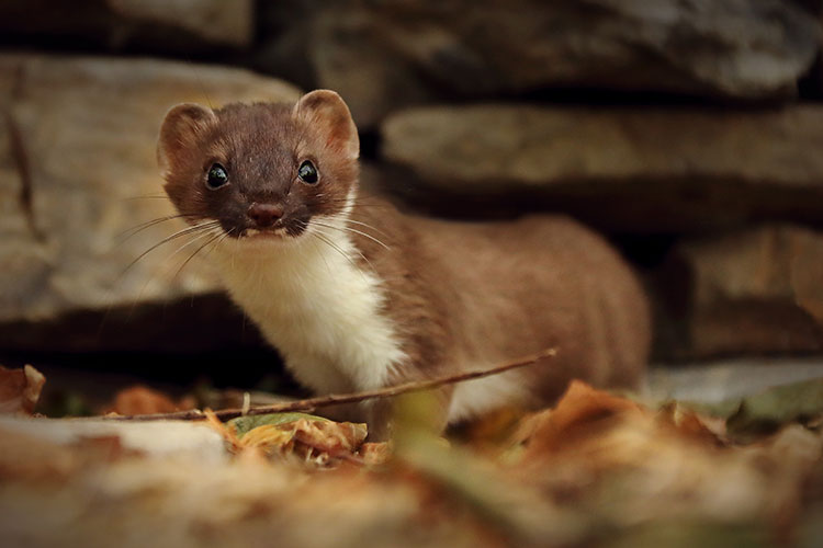 Stoat