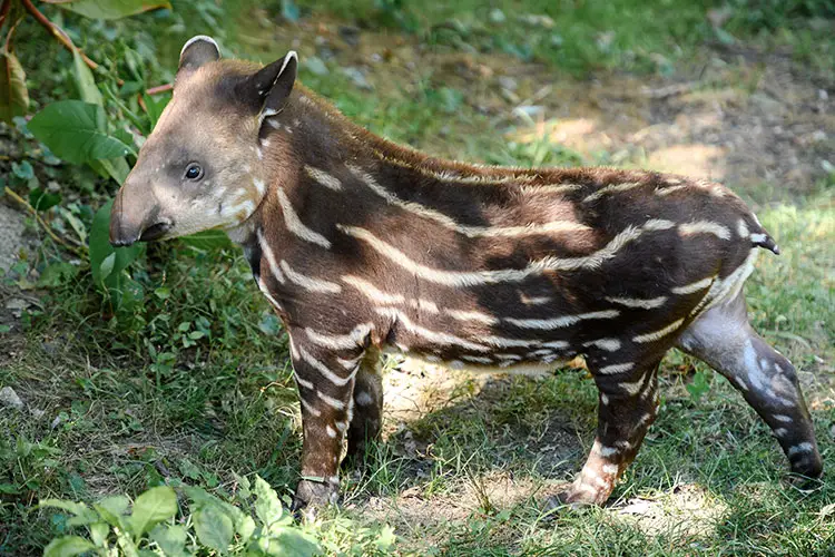Tapir calf with stripes