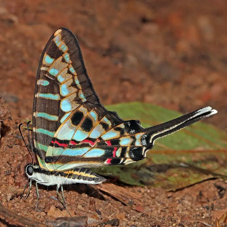 Turquoise-spotted swallowtail, Bobiri Forest, Ghana