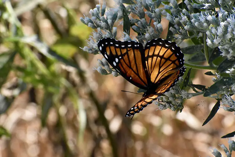 Viceroy butterfly