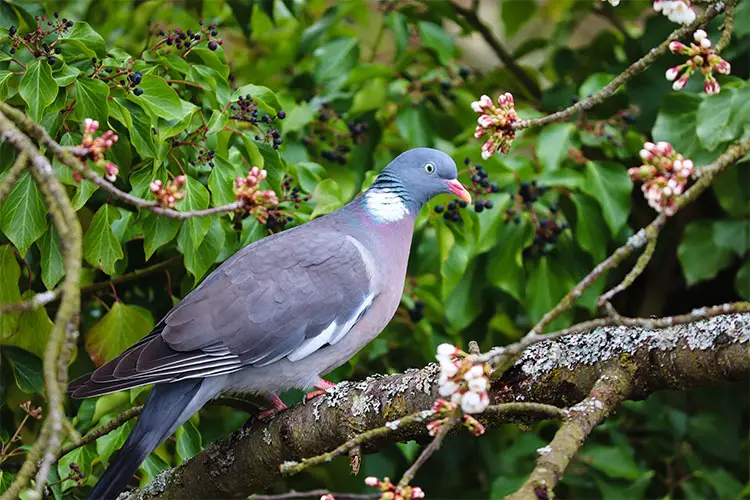 Wood Pigeon perched in a cherry tree
