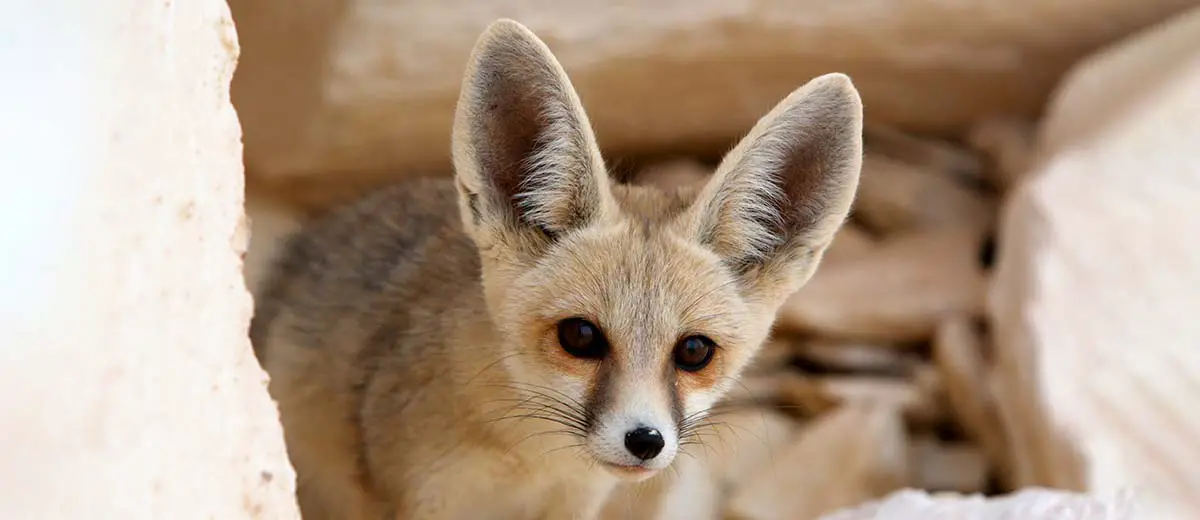 A Desert Fox Peering Quizzically