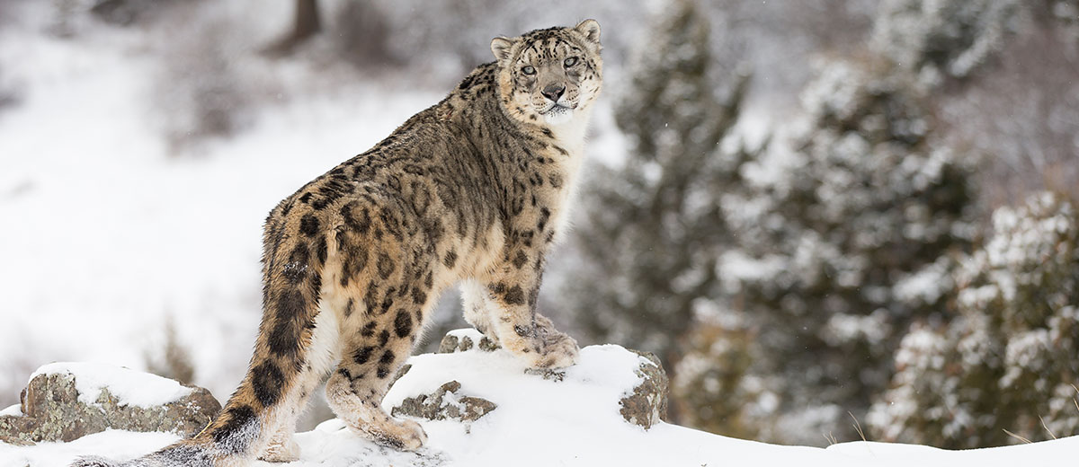 Snow Leopard