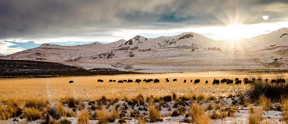 Bison grazing on the prarie in Utah