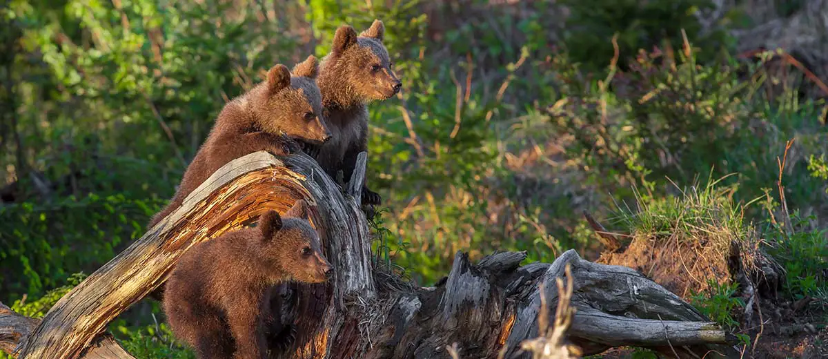 Brown Bear Cubs in Slovakia
