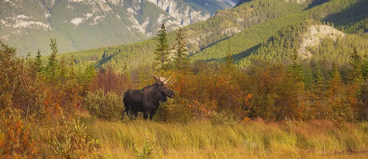 Bull Moose in Banff National Park, Alberta