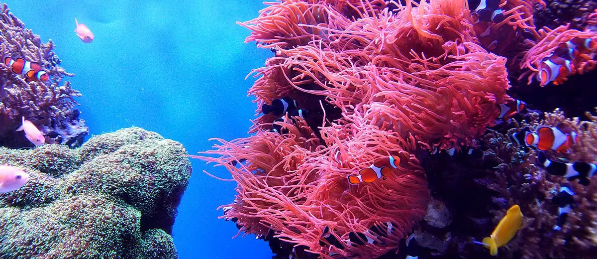 Clown Fish and Coral Reef | Unsplash: li fei