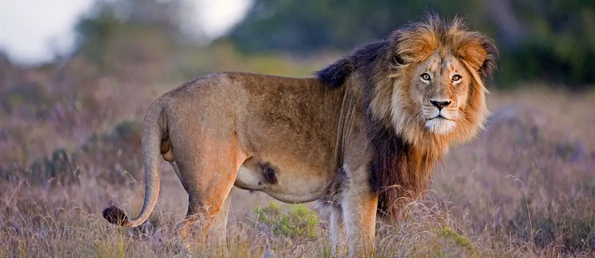 Male Lion in Kruger National Park