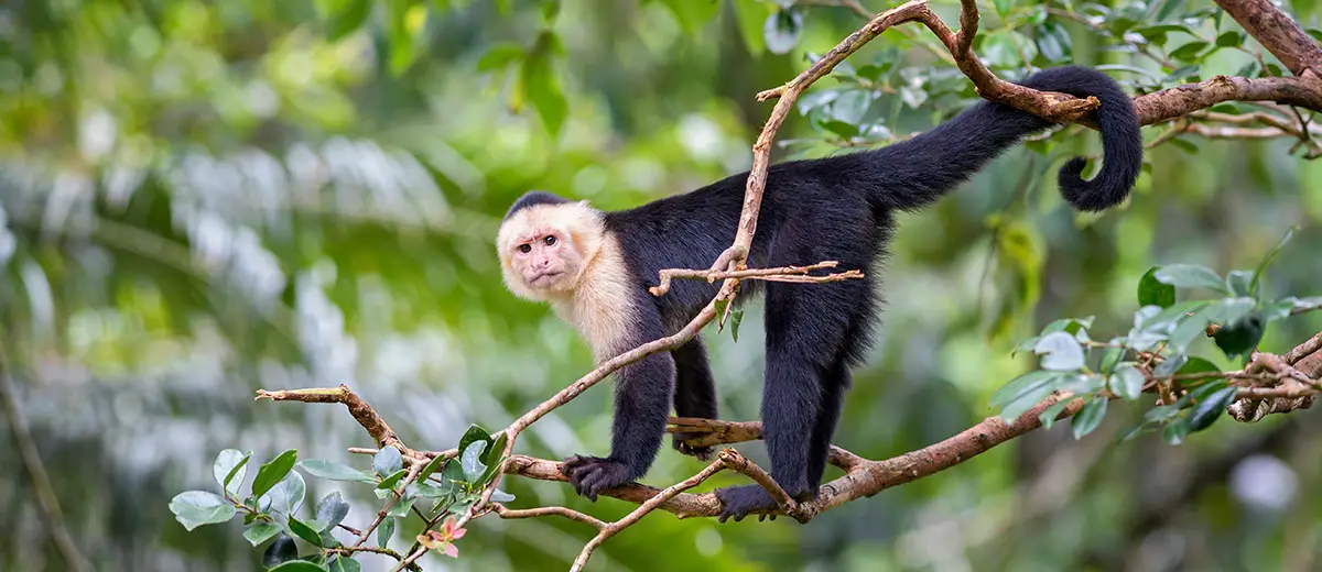 White-Faced Capuchin, Panama