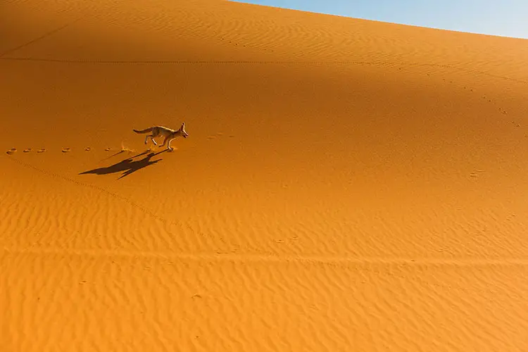 Fennec fox in the Sahara Desert