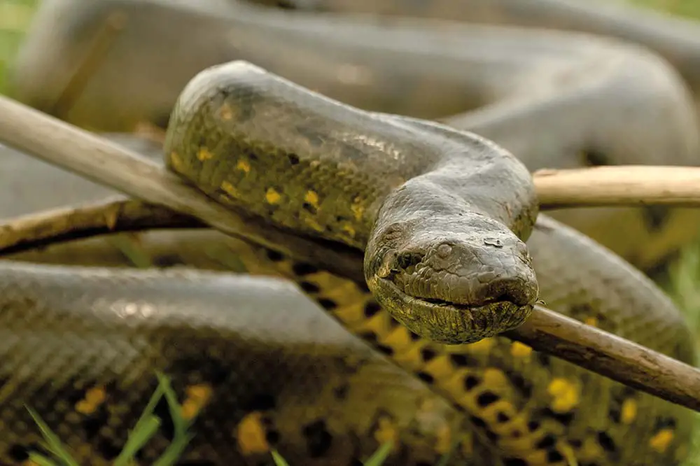 Green anaconda