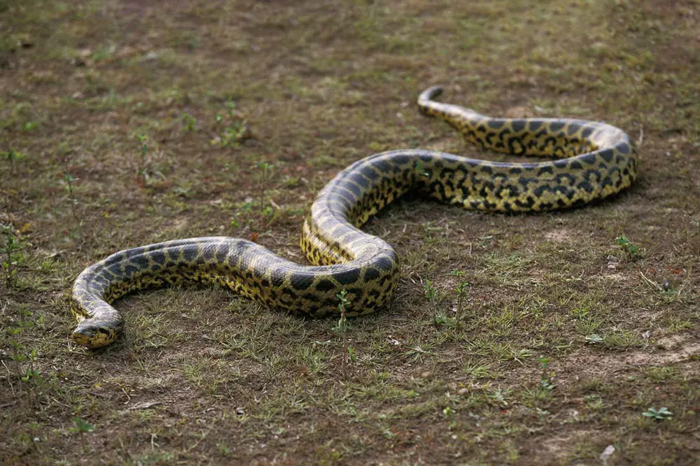 Green anaconda, Pantanal, Brazil