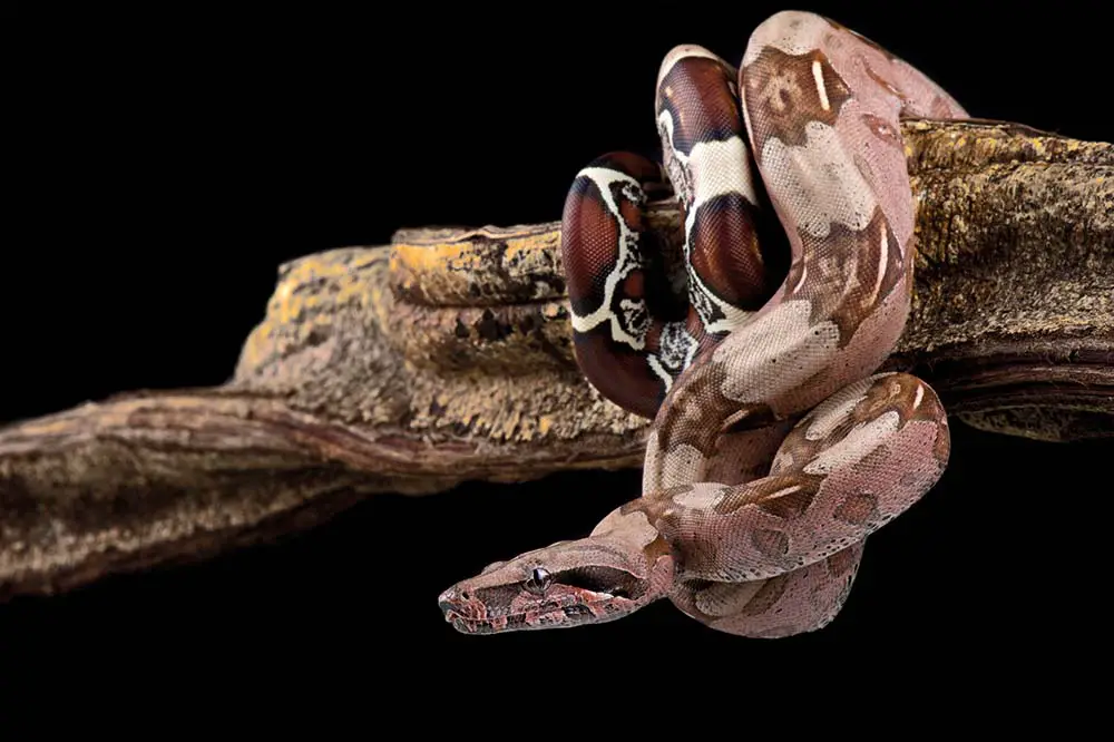 Boa constrictor, Suriname locality