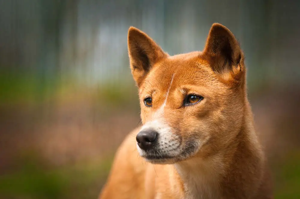 Close portrait of dingo